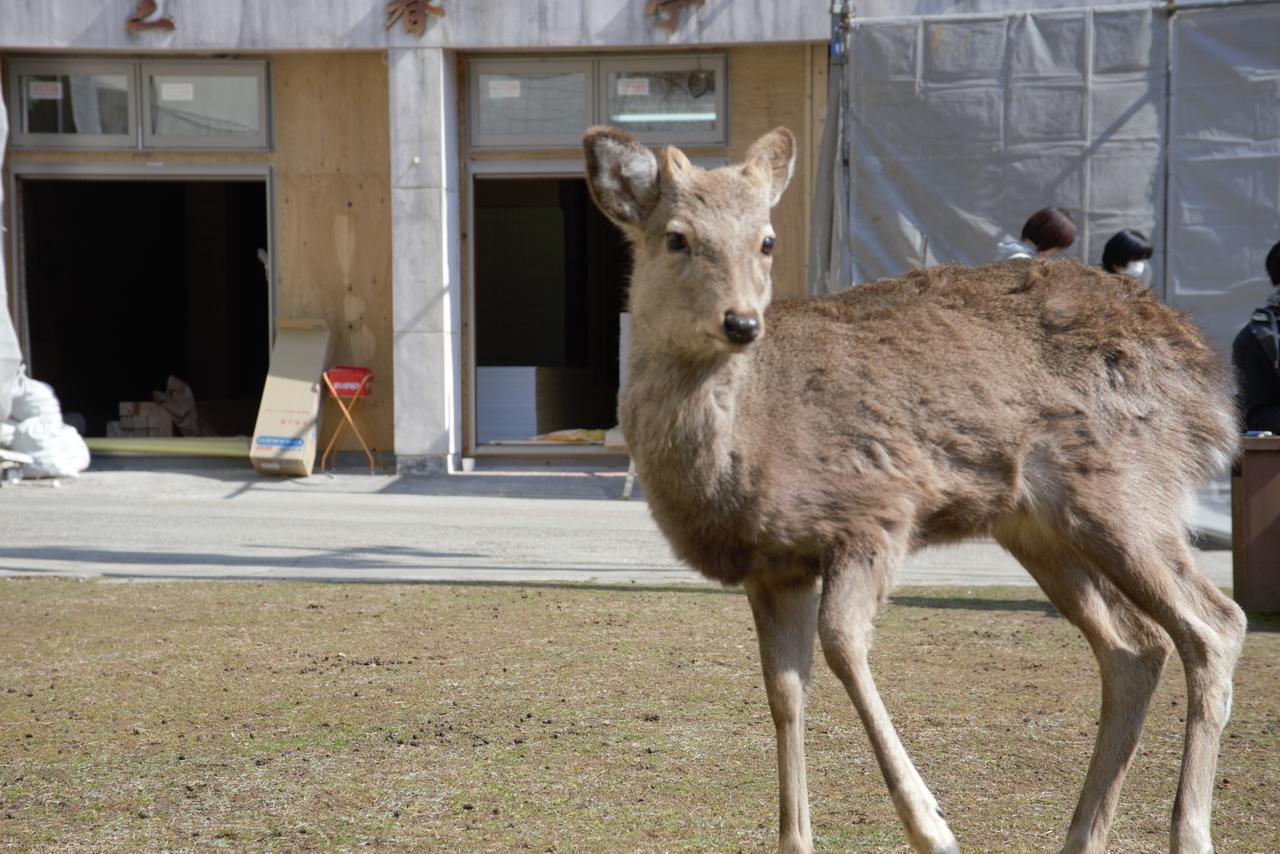 マウンテンホームロッジインディアーパーク 奈良市 エクステリア 写真